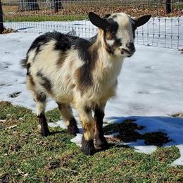 Nigerian Dwarf Wether Available for $100 in Mansfield, oh