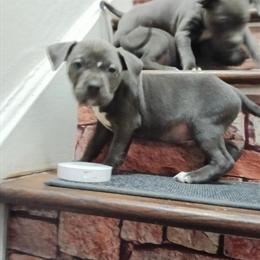 Blue Nose Female American Pitbull Terrier Puppies Ready for Adoption in Norfolk, VA in Norfolk, va
