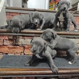 Blue Nose American Pitbull Terrier Male Puppies Ready for Adoption in Norfolk, va