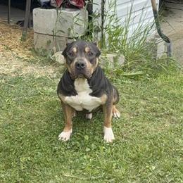 American Bully Available for Stud in Youngstown, oh