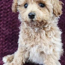 Health Certified Toy Poodles Available Now in La Crosse, wi