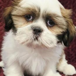Health Certified Shih Tzu Puppies Available Now in La Crosse, wi