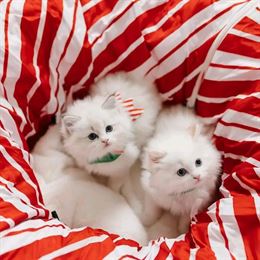 Ragdoll Kitten in Phoenix, AZ