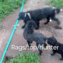 Poodle Puppies and Adults Available in Sheboygan, wi