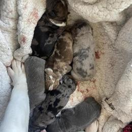 French Bulldog Stud Available for Breeding in Hyattsville, md