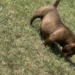 Dizzy Devil Female, 2 Years Old in Philadelphia, pa