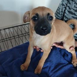 Chihuahua Puppy - 4 Months Old in Baltimore, md