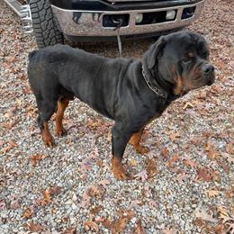 Female Rottweiler Puppy - 2 Months Old in Covington, ga