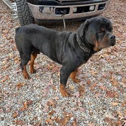 Rottweiler Female Puppy for Adoption in Covington, ga