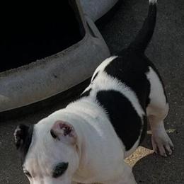 American Bully Puppies Available in Gonzales, la
