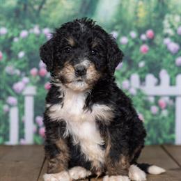 Standard Bernedoodle Puppies - Tricolor, Vet Checked, DNA Cleared in Ann Arbor, mi