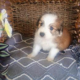 Maltipoo Aussie Mix Boy Ready for Forever Home in Maysville, ky