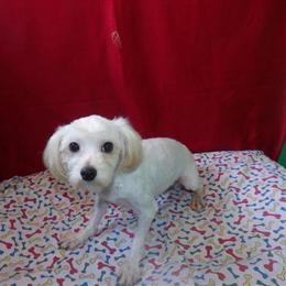 Maltese Puppy Rob Ready for Adoption – Only $1100! in Paterson, nj