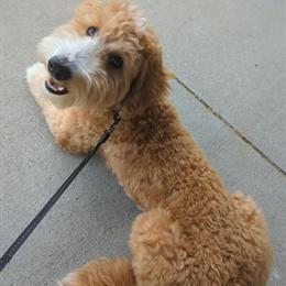 Mini Goldendoodle Stud Available for Service in Hudsonville, mi