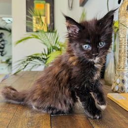 Maine Coon Kittens from European Bloodlines - Only One Girl Left! in Roselle, il