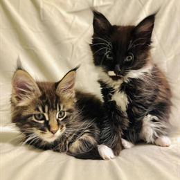Maine Coon Kittens from Champion Bloodlines Ready for Adoption in Roselle, il