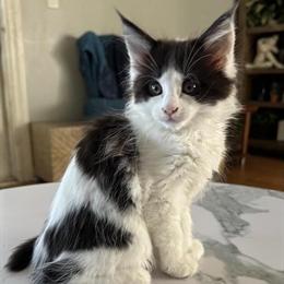 Maine Coon Kittens from European and American Bloodlines in Roselle, il