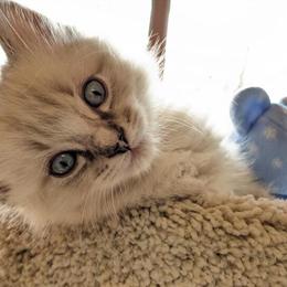 Purebred Ragdoll Kitten Available Now in Waukesha, wi