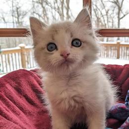 Purebred Ragdoll Kitten Available in Waukesha, wi