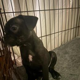 Boston Terrier Mixed Available in Scottsburg, in