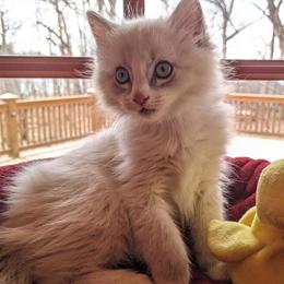 Purebred Ragdoll Kitten Available Now in Waukesha, wi