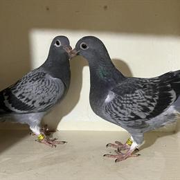 Janssen Champion Bloodline Birds for Sale in Rockford, il