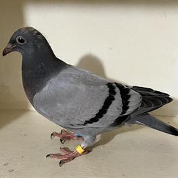 Gebr. Janssen Birds Pair Ready to Ship in Rockford, il