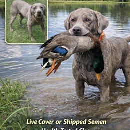 Silver Labrador Retriever at Stud - Introductory Breeding Special in Lumberton, nc