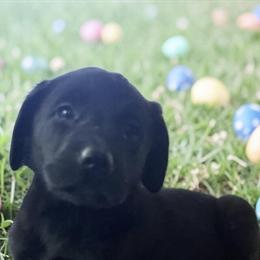 Champion Labrador Puppies Available Now in Lumberton, nc