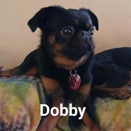 Brussels Griffon Adult Females for Adoption in Waynesville, nc