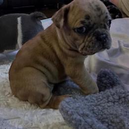 French Bulldog Puppies Ready for Homes April 14th, 2026 in Roanoke, va