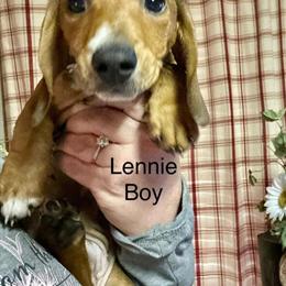 Male Dachshund Puppies Available in Pittsburgh, pa