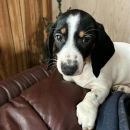 Dachshund Female Puppy for Adoption in Pittsburgh, pa