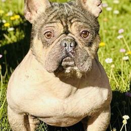 Hairless French Bulldog for trade or sale in Marshall, mn