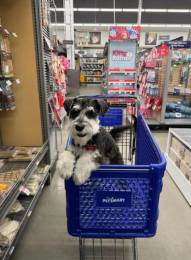 Male Miniature Schnauzer Puppy Neutered Friendly With Pets And Kids in Eau Claire, WI