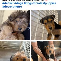 Bernedoodle Pups Available in Harper Woods, mi