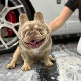Stud French Bulldog - Isabella and Tan Fluffy Available in Vero Beach, fl