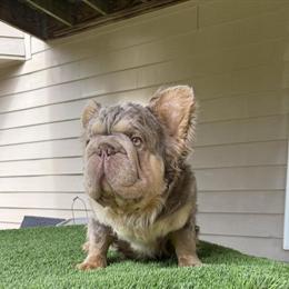 Fluffy French Bulldog Stud - New Shade Isabella and Tan in Vero Beach, fl