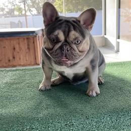 Compact Lilac & Tan French Bulldog with Testable Chocolate in Vero Beach, fl