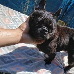 French Bulldog Female Available in Albany, ga