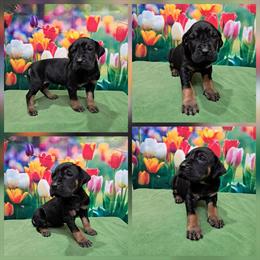 Great Dane puppies available with full AKC rights in Rockford, il