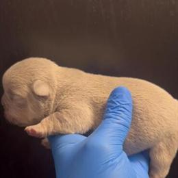 Quality Puppies Available in Colonial Heights, va