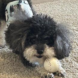Stud Service for Black and Cream Phantom Toy Poodle in Indianapolis, in