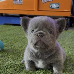 Isabella Fluffy Dog with Unique DNA Structure in Colonial Heights, va