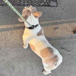 Akc Female Dog, 1 Year Old in Columbus, oh