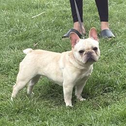 Female AKC French Bulldog in Columbus, oh