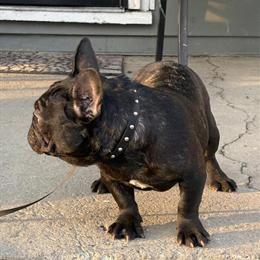 Female French Bulldog for Sale in Columbus, oh