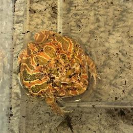 Strawberry PacMan Frog for Sale in Indianapolis, in