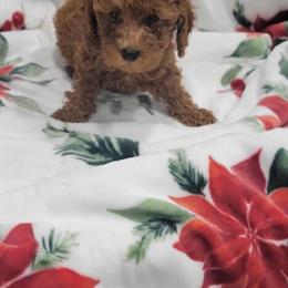 Red Apricot Toy Poodles Available in Kokomo, in