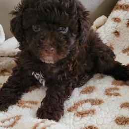 Chocolate Male Toy Poodle Available in Kokomo, in